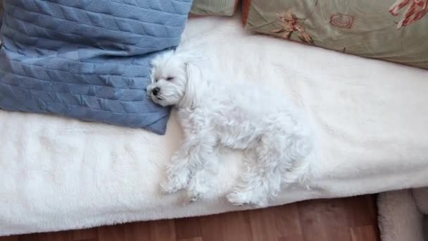 Small White Maltese Sleeping Sofa Pillows High Quality Footage — Stock Video