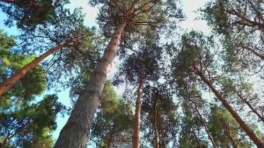 Aşağıdan güzel bir ağaç manzarası. Yüksek kalite 4k görüntü