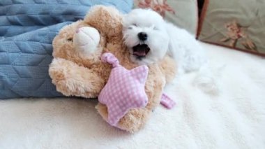  Küçük beyaz köpek yumuşak bir oyuncakla kanepede yatıyor. Yüksek kalite 4k görüntü