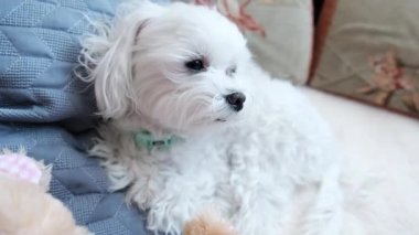  Küçük beyaz köpek yumuşak bir oyuncakla kanepede yatıyor. Yüksek kalite 4k görüntü