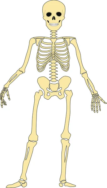 Funny Skeletons Dancing Day Dead Halloween Concept Vector Illustration Trick — 图库矢量图片