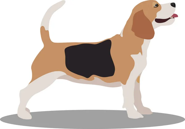 Cute Cool Beagle Puppy Vector Illustration Pet Behavior Flat Dog — Stock Vector
