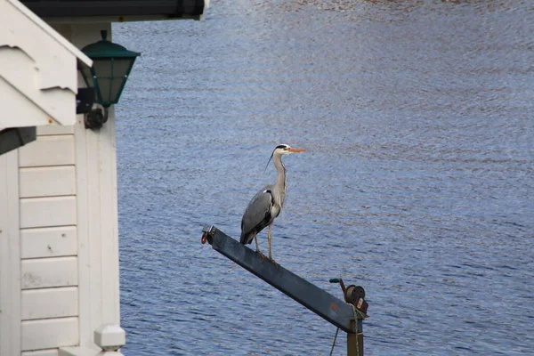 Heron vinç patlaması Leiasundet, Kvitsy, Norveç 'te