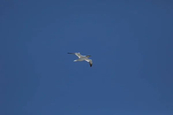 Mavi gökyüzü arka planında bulutsuz kuzey sümsüğü