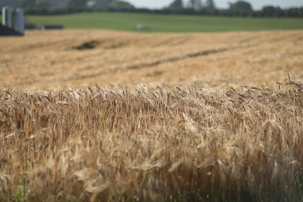 Barley field in Klepp, Jaeren, Norway. Blue sky with clouds.