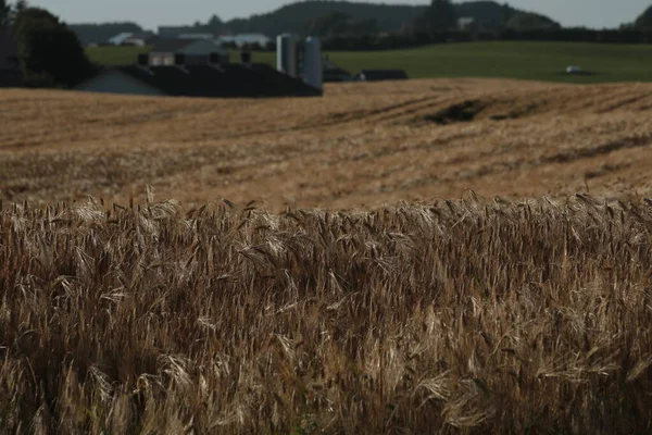 Barley field in Klepp, Jaeren, Norway. Blue sky with clouds.
