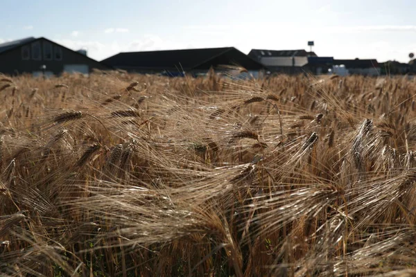 Barley field in Klepp, Jaeren, Norway. Blue sky with clouds.