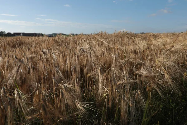 Barley field in Klepp, Jaeren, Norway. Blue sky with clouds.