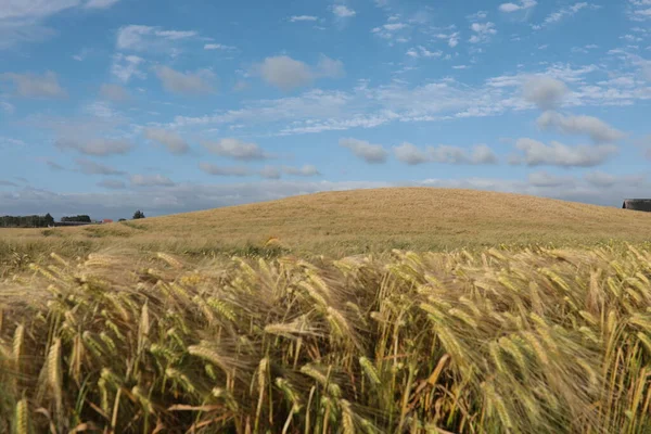 Barley field in Klepp, Jaeren, Norway. Blue sky with clouds.