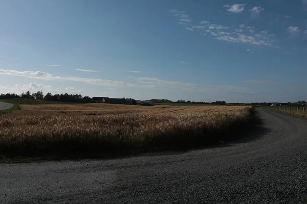 Barley field in Klepp, Jaeren, Norway. Blue sky with clouds.