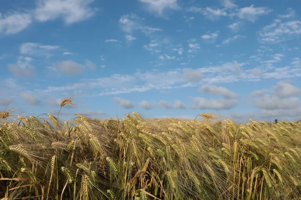 Barley field in Klepp, Jaeren, Norway. Blue sky with clouds.