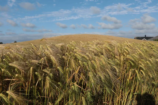 Barley field in Klepp, Jaeren, Norway. Blue sky with clouds.a
