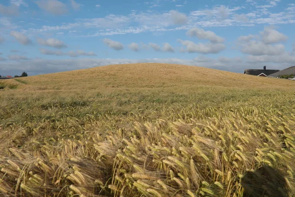 Barley field in Klepp, Jaeren, Norway. Blue sky with clouds.