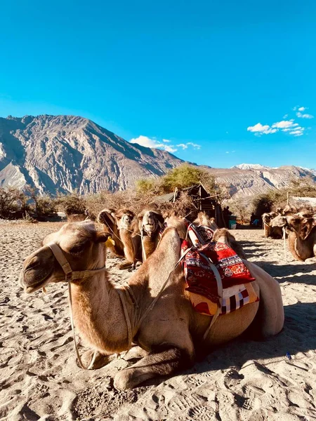 Camels and camel in a caravan, Nubra valley