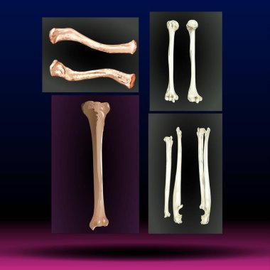 Fla - source file available - Bones - Legs - Body Parts - Limb - Hand - Arm - The skeletal system is a network of many different parts that work together to help you move. The main part of your skeletal system consists of your bones.