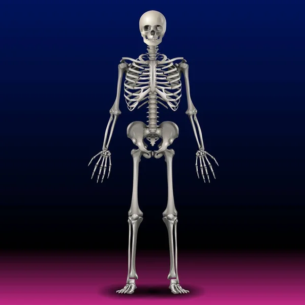 Fla Source File Available Skeletal System Network Many Different Parts — Stock fotografie