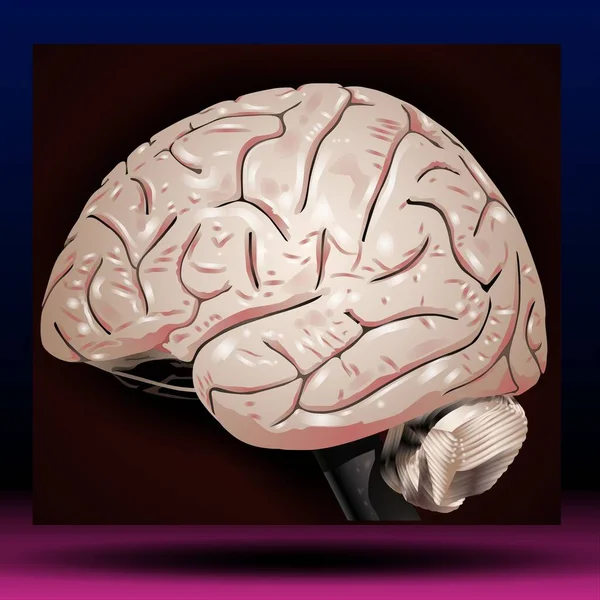 Fla - source file available - Illustration of the brain, Brain evolution. Triune brain: Reptilian complex, mammalian brain and Neocortex