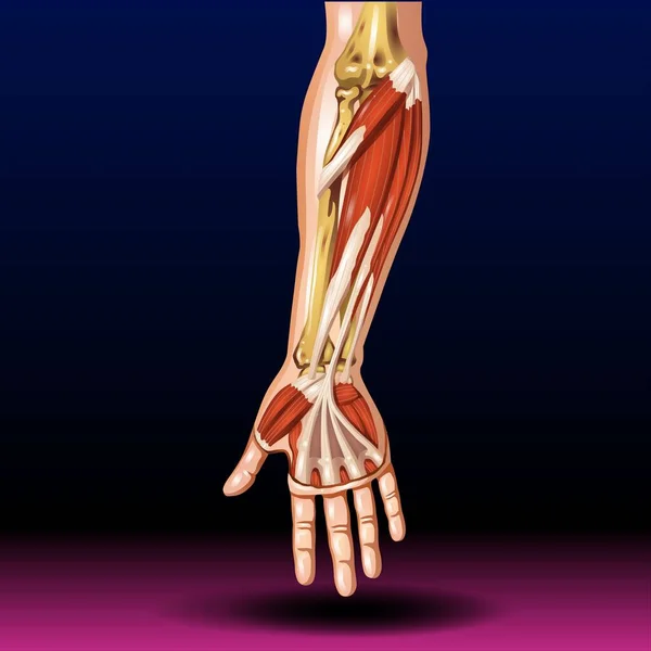 Fla source file available - Each of your hands has three types of bones: phalanges in your fingers; metacarpals in your mid-hand, and carpals in your wrist.