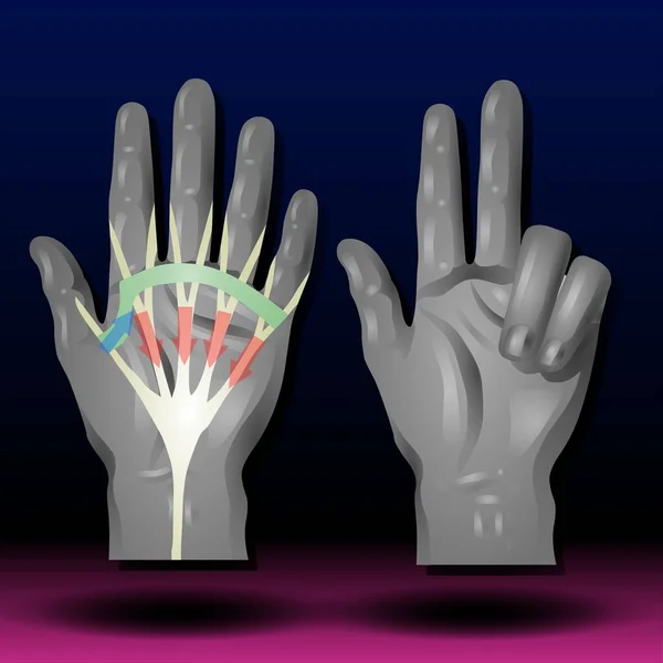 Fla source file available - Each of your hands has three types of bones: phalanges in your fingers; metacarpals in your mid-hand, and carpals in your wrist.