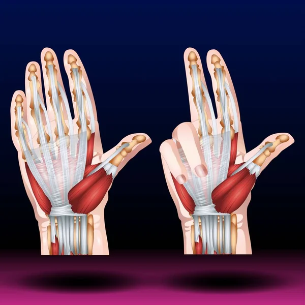 Fla source file available - Numerous muscles, ligaments, tendons, and sheaths can be found within the hand.