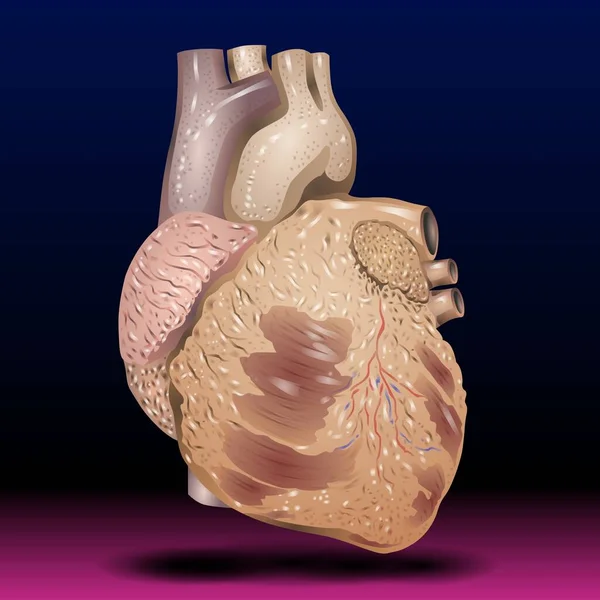 Fla - source file available - anatomy illustration of a human heart