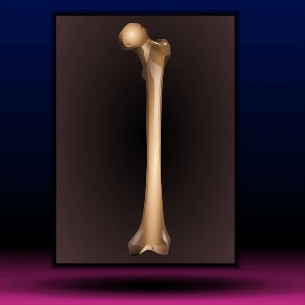 Fla source file available - bone of the forearm, the ulna, skeleton, Bone