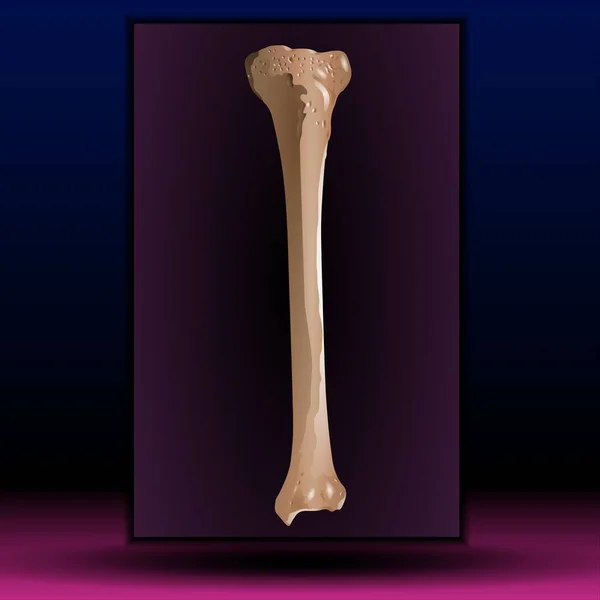 Fla - source file available - Bone marrow - Human bone structure - vector illustration - bone of the forearm, the ulna, skeleton, Bone