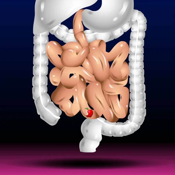 Fla - source file available - Intestines. Realistic flat vector illustration of small and large intestine. Human internal organ, digestive tract