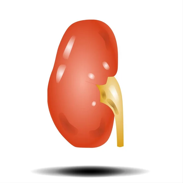 Fla - source file available - Scientific medical illustration kidney, 2d graphic illustration on white background