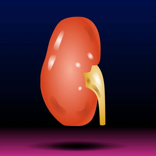 Fla - source file available - Scientific medical illustration kidney, 2d graphic illustration