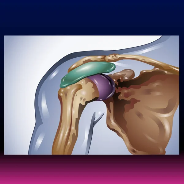 Shoulder Bone - Fla source file available - The shoulder is one of the largest and most complex joints in the body. The shoulder joint is formed where the humerus (upper arm bone) fits into the scapula (shoulder blade), like a ball and socket.