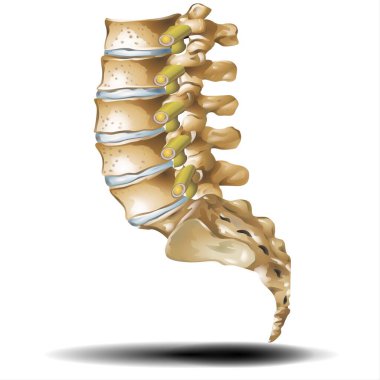 Beyaz zemin üzerinde düşük omurga - Fla kaynak dosyası mevcut - omurga ve omurga iskelet anatomisi olan insan omurga yapısı.