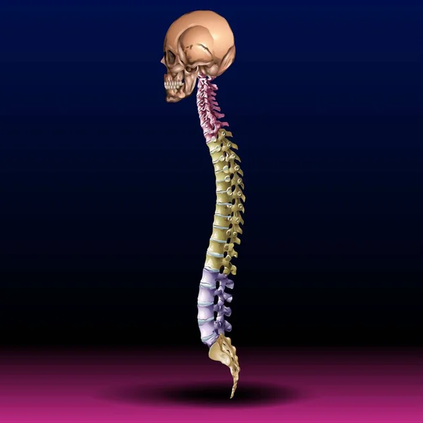 Spine Skull Dostępny Plik Źródłowy Fla — Zdjęcie stockowe
