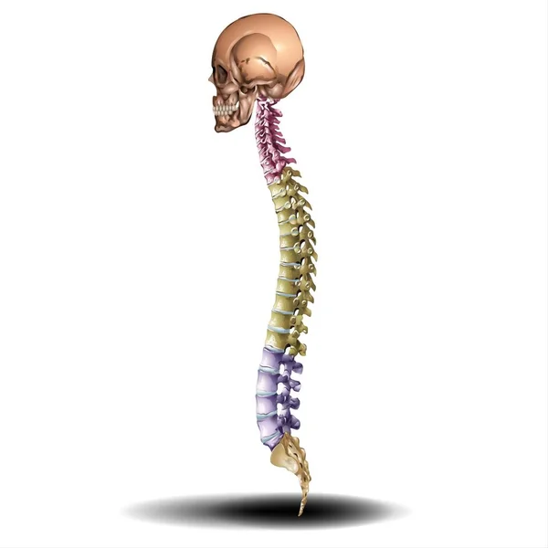 Spine Skull Λευκό Φόντο Fla Πηγή Διαθέσιμη — Φωτογραφία Αρχείου