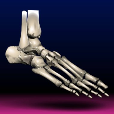 Toe Skeleton - Fla kaynak dosyası mevcut - Ön ayaktaki 5 metatarsal kemik ve 14 parmak kemiği (ayak parmağı kemiği) var. Her iki ayak parmağında da 3 parmak izi var. Birinci ayak parmağı hariç. Genelde sadece 2 parmak..