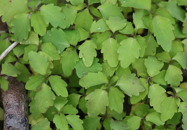 Group Leaves Hanging Vine — Foto de Stock