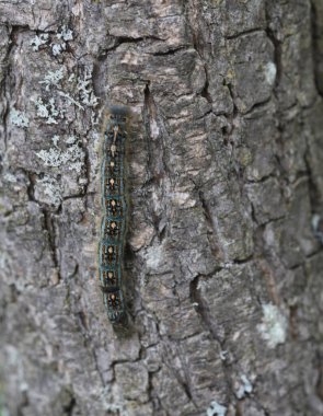 Bir tırtıl yavaşça bir ağaç gövdesine tırmanıyor..