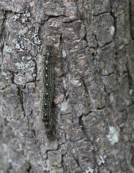 Caterpillar Slowly Crawling Tree Trunk — Photo