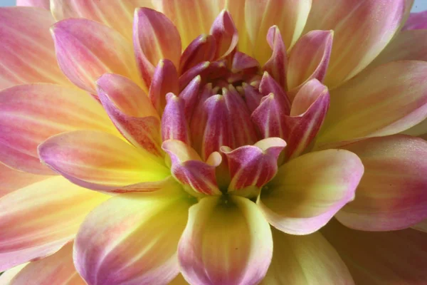 A frontal shot of a pink and yellow dahlia