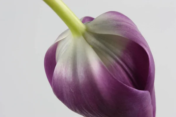 Purple Tulip Upside — 图库照片