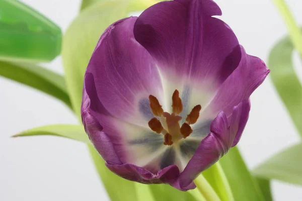 Purple Tulip — 图库照片