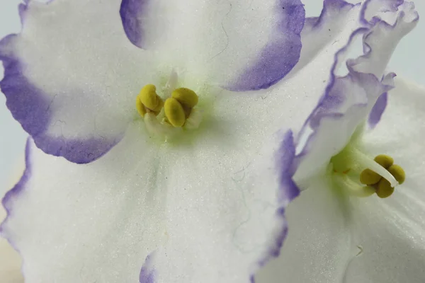 Small White Purple African Violet Flower — 图库照片
