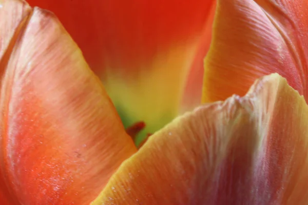 Orange Tulip — Φωτογραφία Αρχείου
