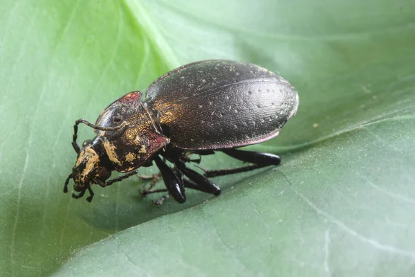 Close Beetle Leaf — ストック写真