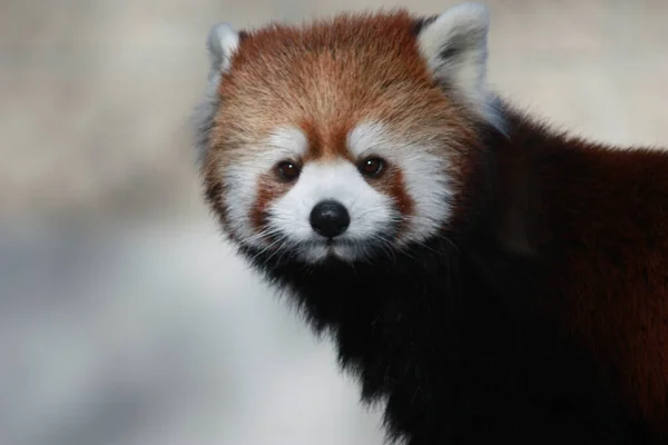 Зникаюча Червона Панда Зоопарку — стокове фото