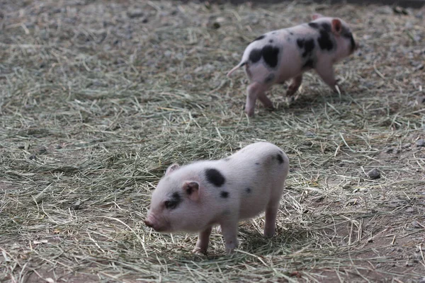 Twee Biggen Zwerven Rond Een Kinderboerderij — Stockfoto