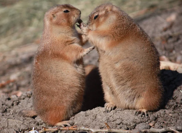 Two prairie dogs at a zoo.  One prairie dog is feeding the other prairie dog.