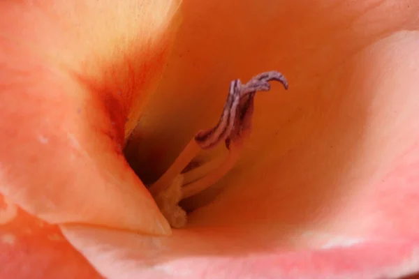 Внутри Оранжевого Цветка Гибискуса Крупный План Макрообъективом Внутри Цветущего Растения — стоковое фото