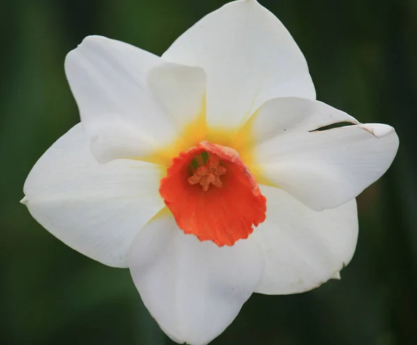 Close Shot Garden Orange White Daffodil Plant — 图库照片