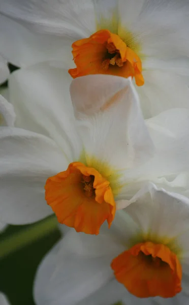 Close Group Three Daffodils — Photo